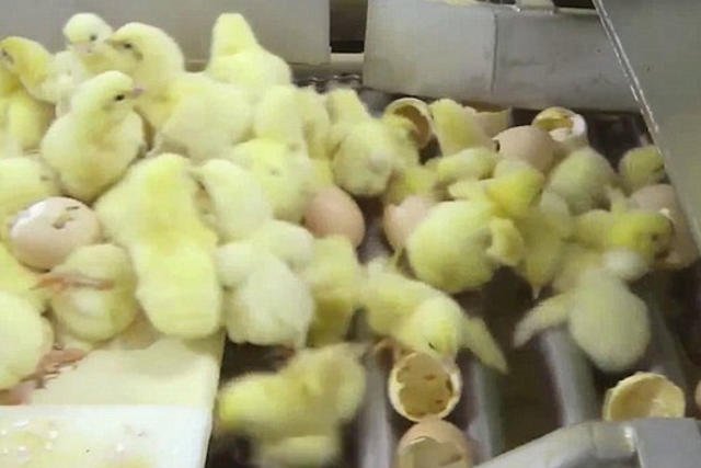 Pisklęta oddzielane są od skorupek na taśmie produkcyjnej.