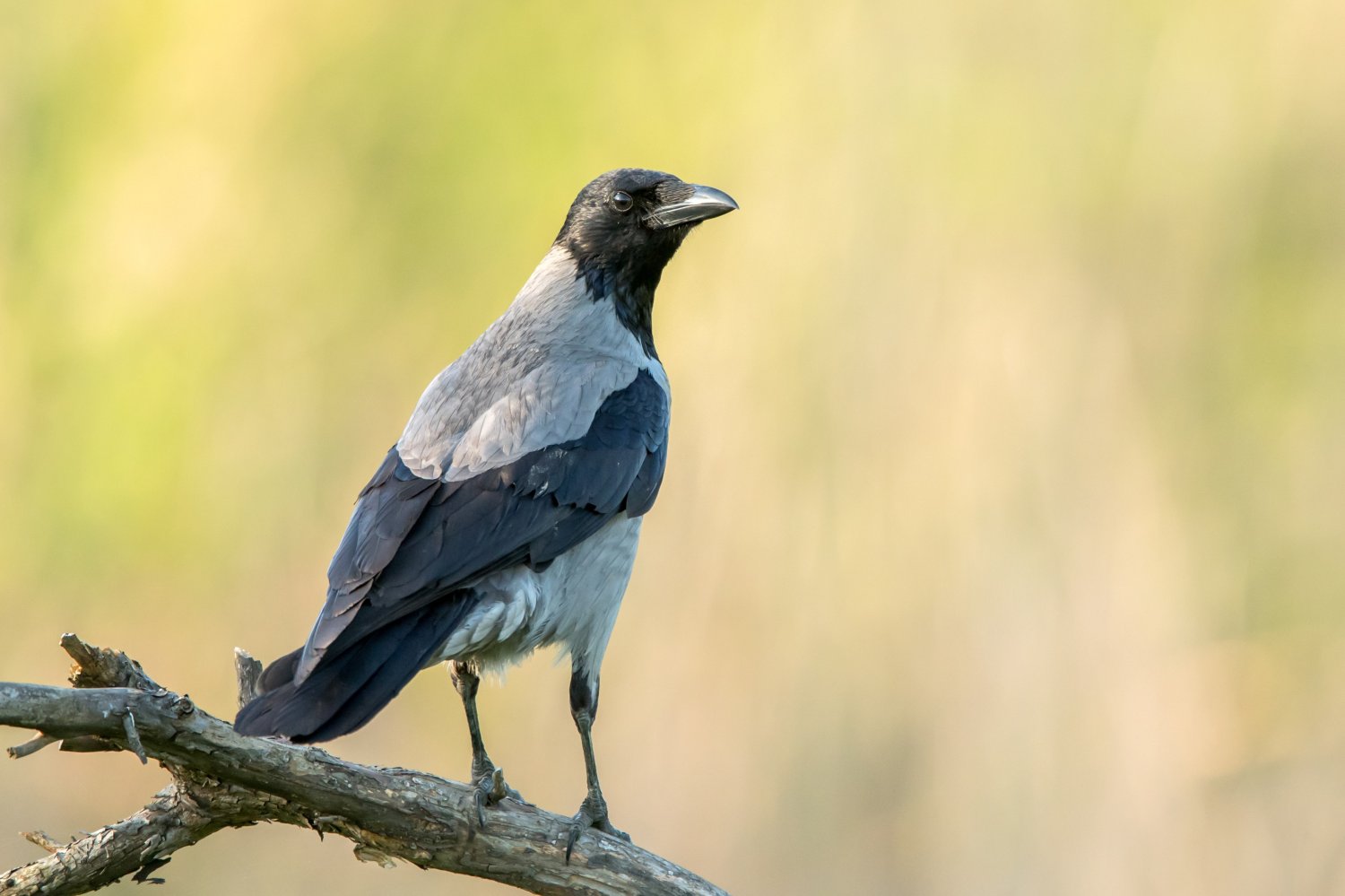 Wrony zaatakowały kobietę w Warszawie