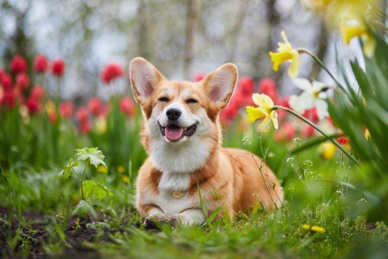 Po czym poznać, że pies jest szczęśliwy? 6 oznak, że czworonóg czuje się dobrze