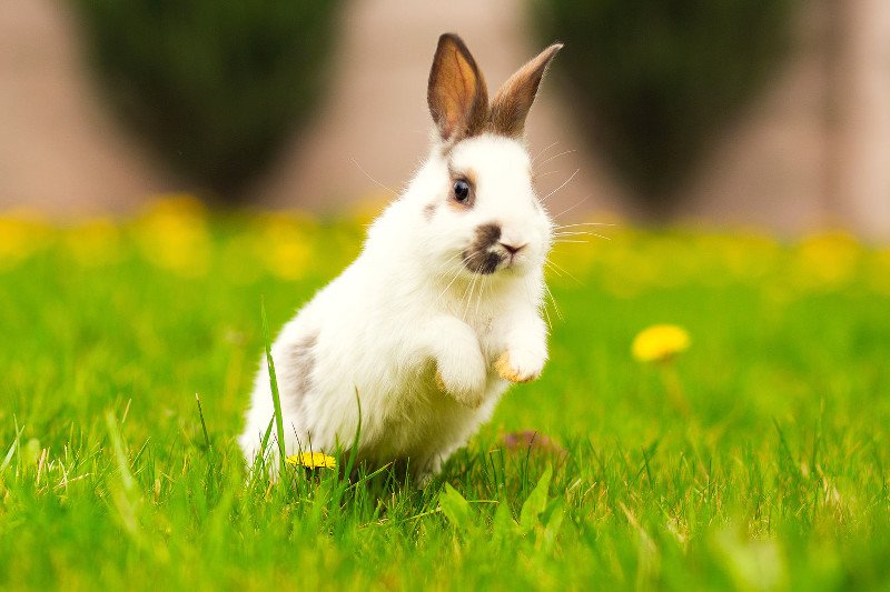 Jesteś orędownikiem praw zwierząt? Poznaj firmy, które nie testują swoich kosmetyków na zwierzętach