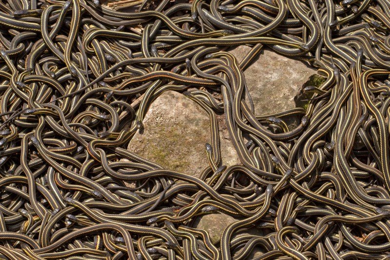 Zdobycie partnerki dla samca węża graniczy z cudem