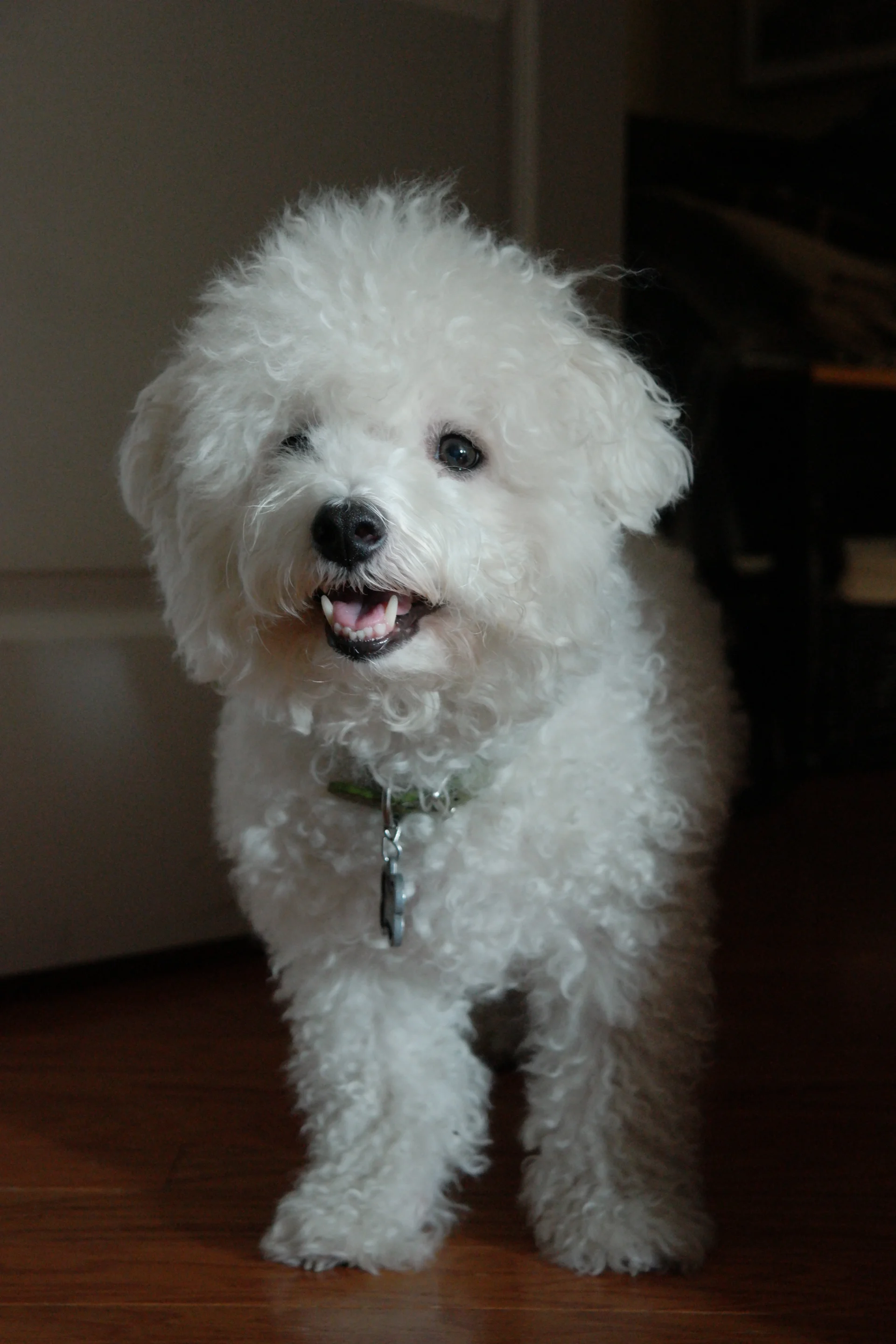  Bichon Frise