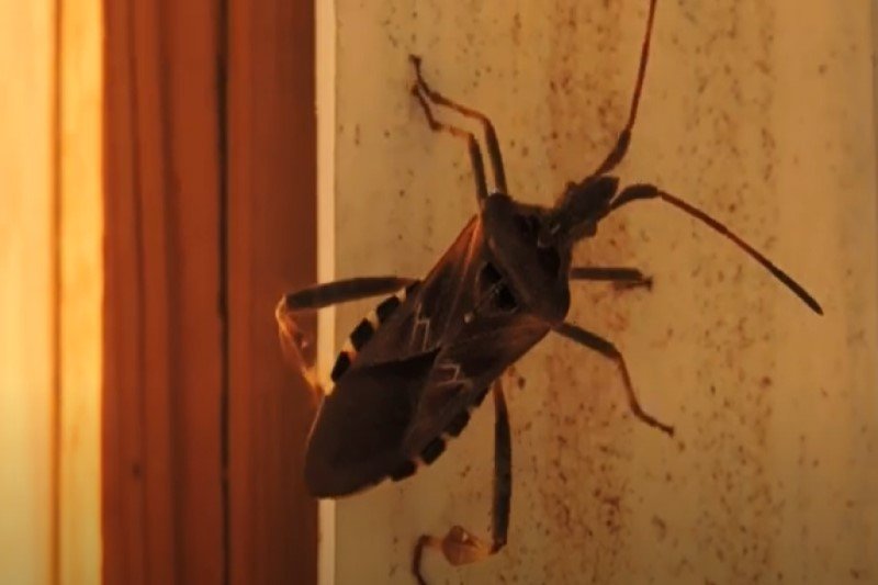 Wtyki amerykańskie nie wyglądają zbyt pogodnie