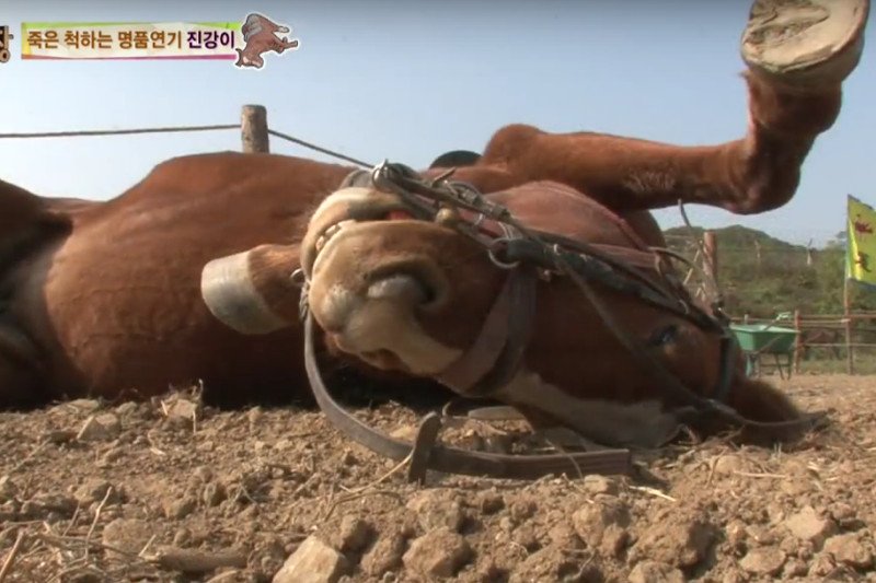 Ten koń dostaje drgawek, gdy ktoś chce go zmusić do pracy.