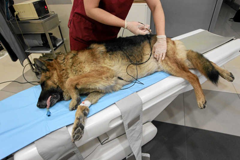 Ubezpieczenia zdrowotne dla zwierząt domowych stają się coraz popularniejsze.