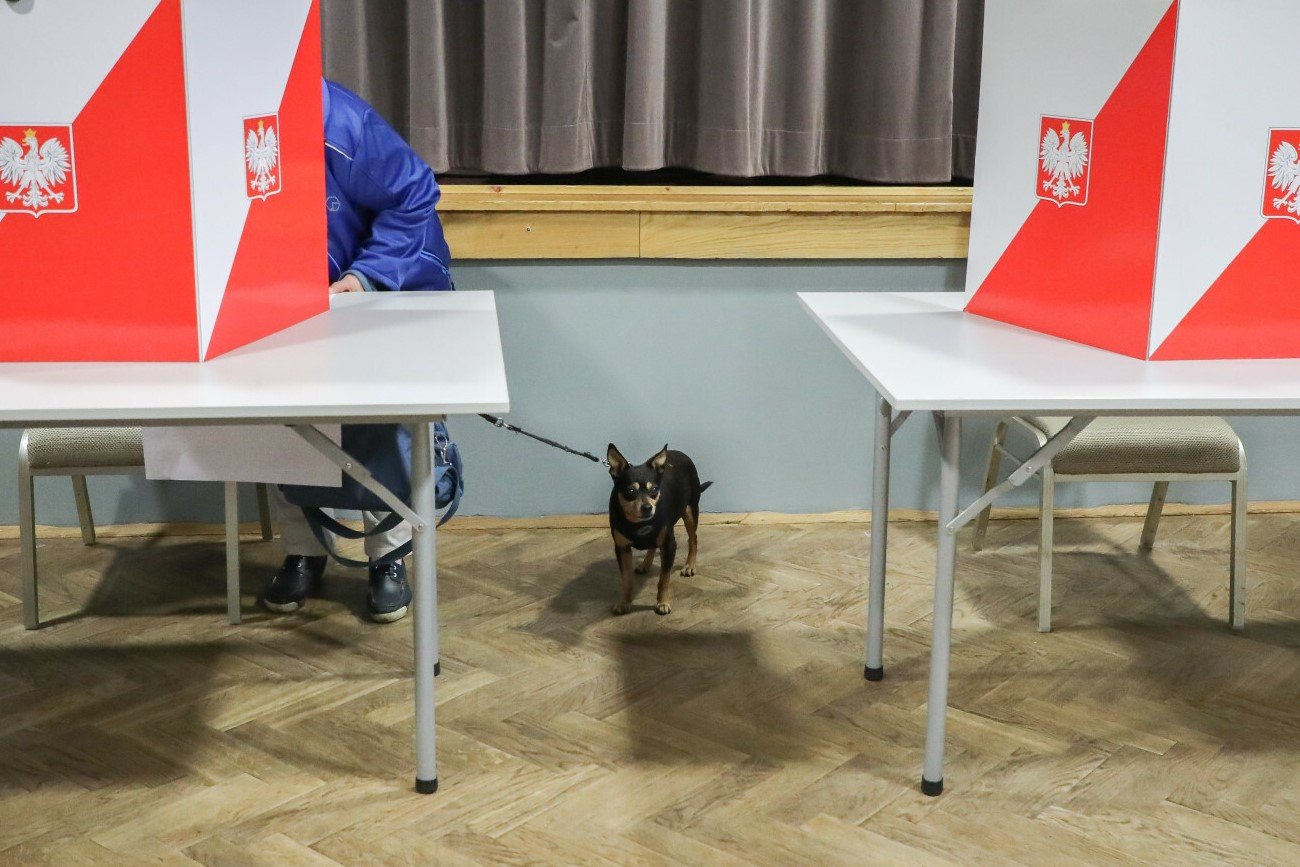 Jak zagłosowałby twój pies?
