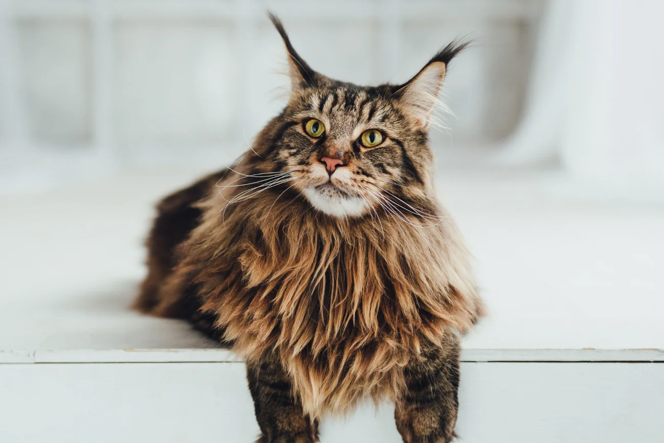 Najbardziej towarzyskie rasy kotów Maine Coon
