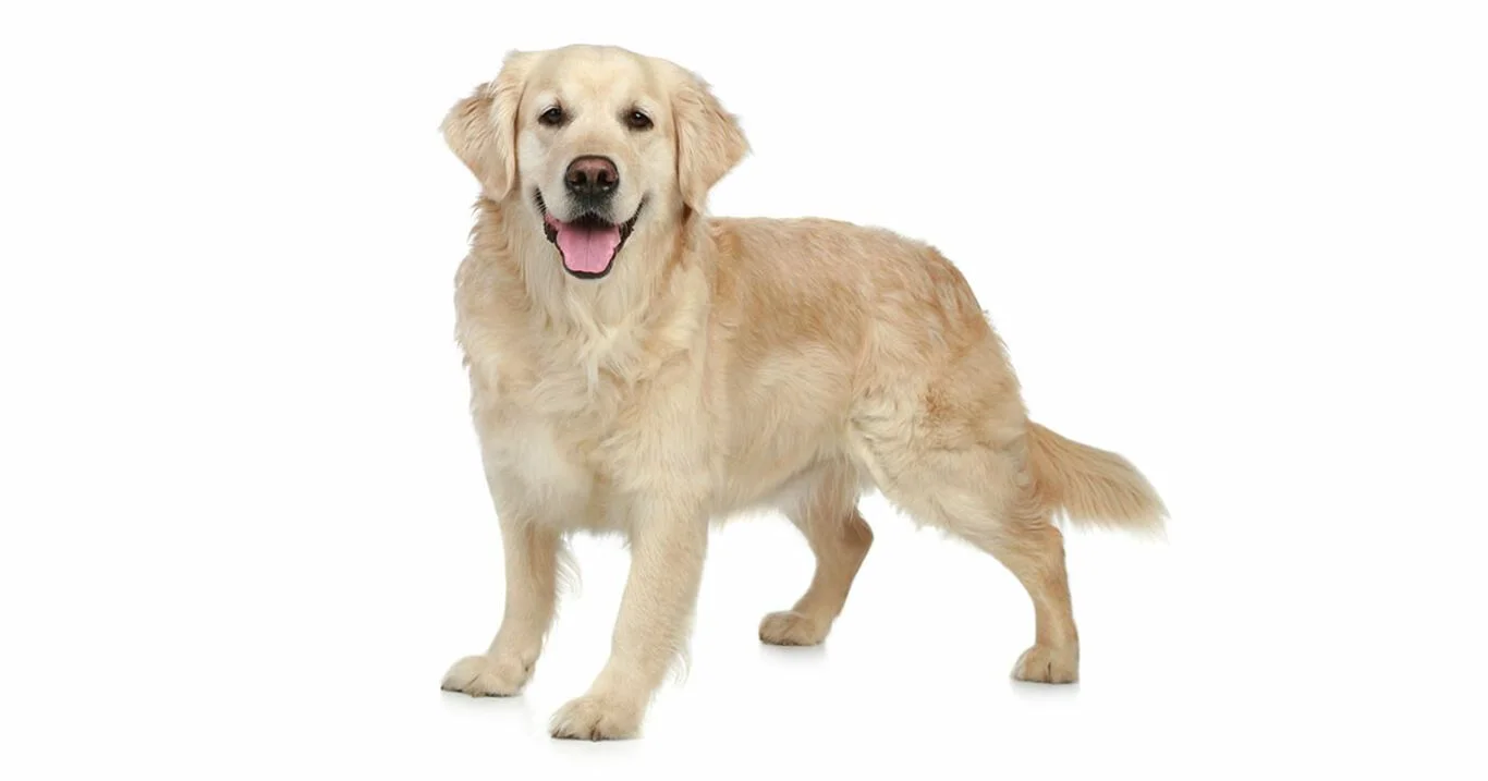 Najpopularniejsze rasy psów w Polsce 2020: Golden Retriver (nr 9 w rankingu 2020)