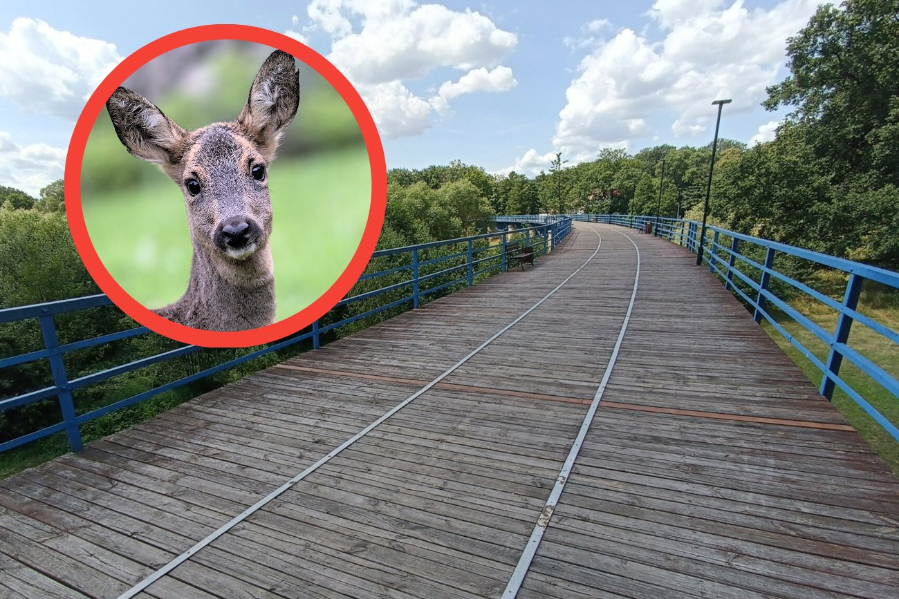 Kto powiesił sarnę na moście? Sprawca poszukiwany
