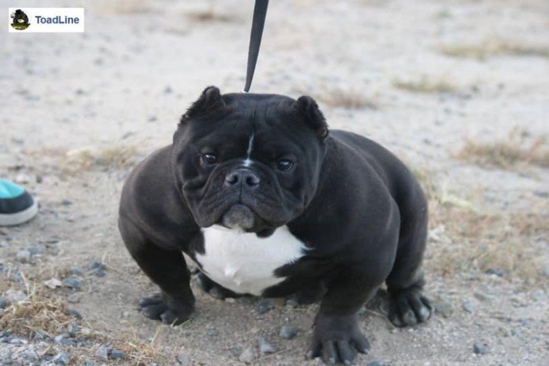 Toadline exotic bully