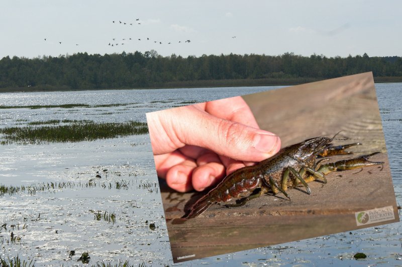 Rak marmurkowy rozprzestrzenia się w Poleskim Parku Narodowym. To zagrożenie dla ekosystemu.