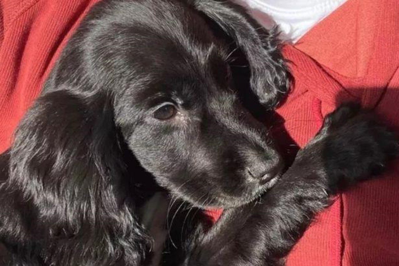 Pies z sześcioma łapami