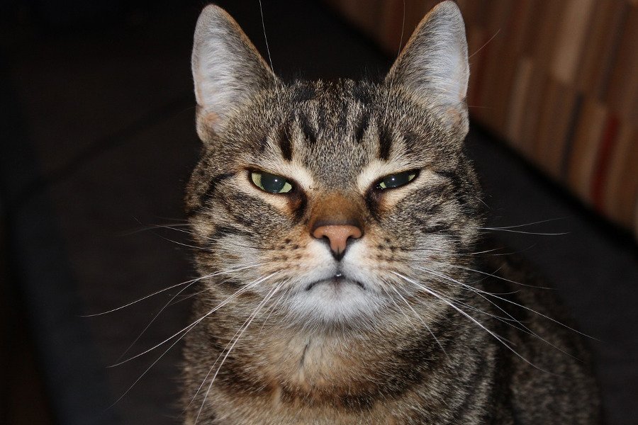 Gdyby koty weszły na grupy o kotach na Facebooku, byłyby przerażone