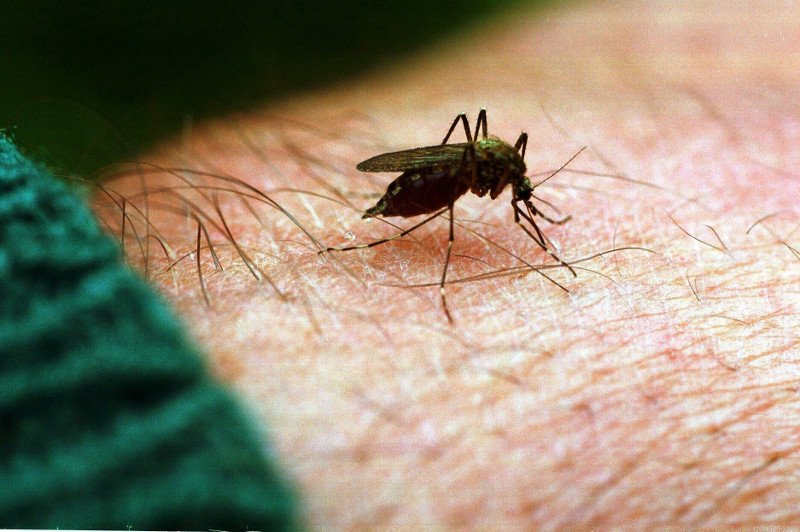 Walka z komarami powinna odbywać się z jak najmniejszą szkodą dla środowiska.