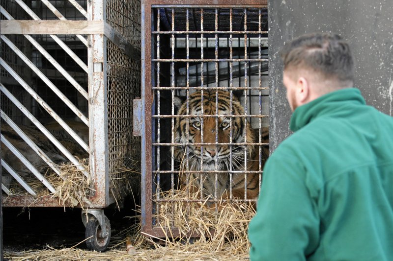Tygrys był źle karmiony.