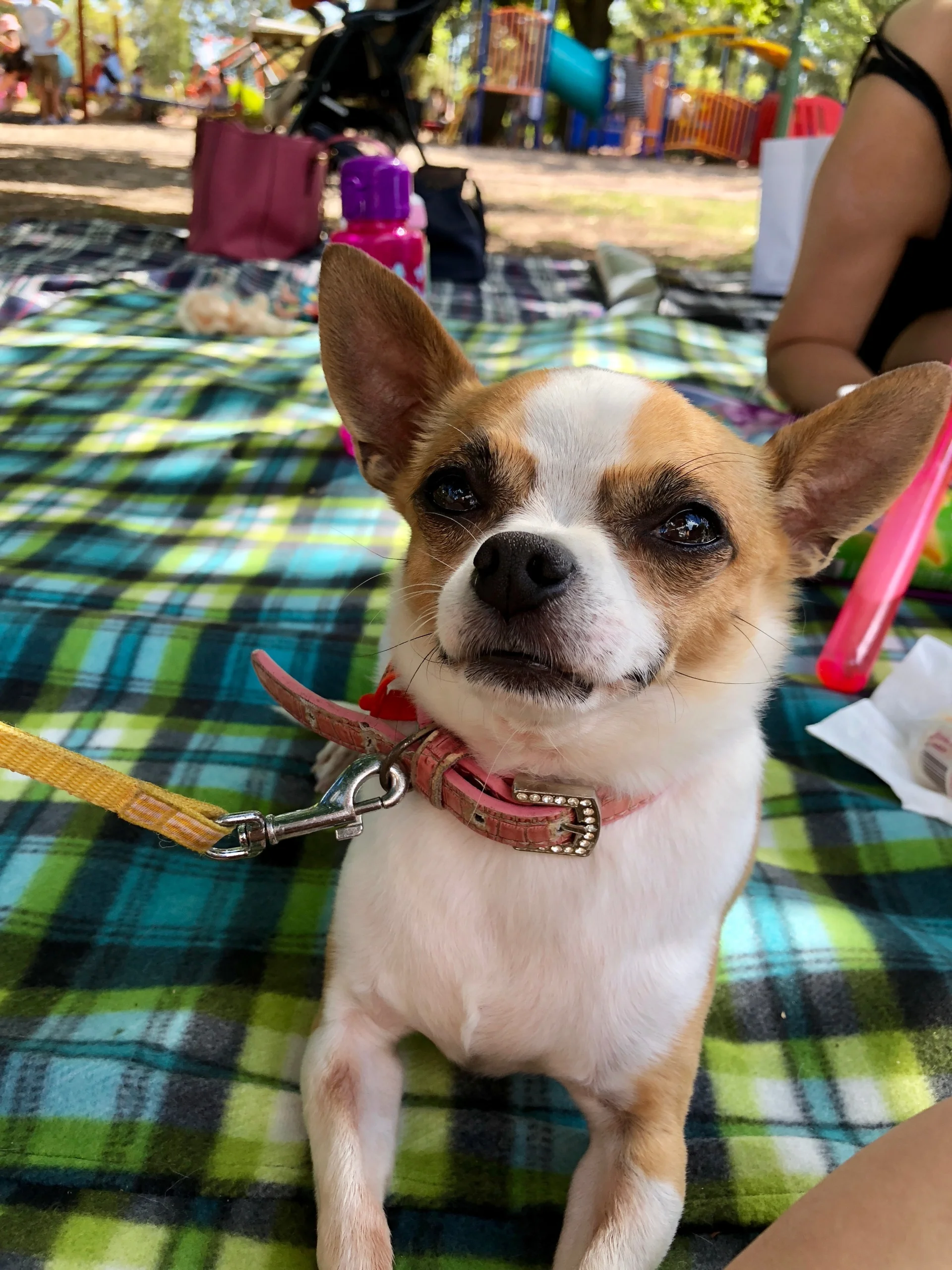 Chihuahua