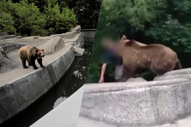 PIjany mężczyzna wpadł w warszawskim zoo do wybiegu dla niedźwiedzi.