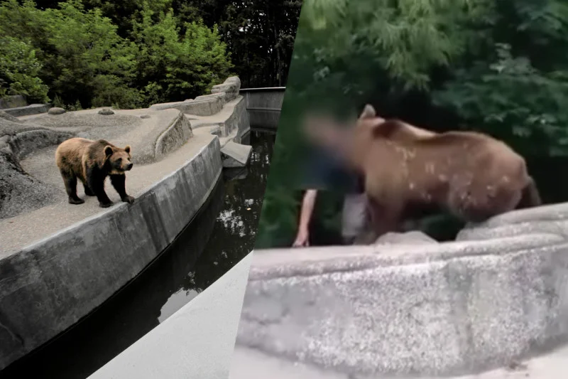 PIjany mężczyzna wpadł w warszawskim zoo do wybiegu dla niedźwiedzi.