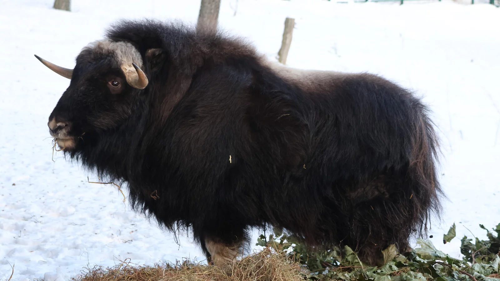 Gdański Ogród Zoologiczny przywitał oryginalnego mieszkańca. Do zoo trafił piżmowół arktyczny, obecnie jedyny przedstawiciel tego gatunku w Polsce!