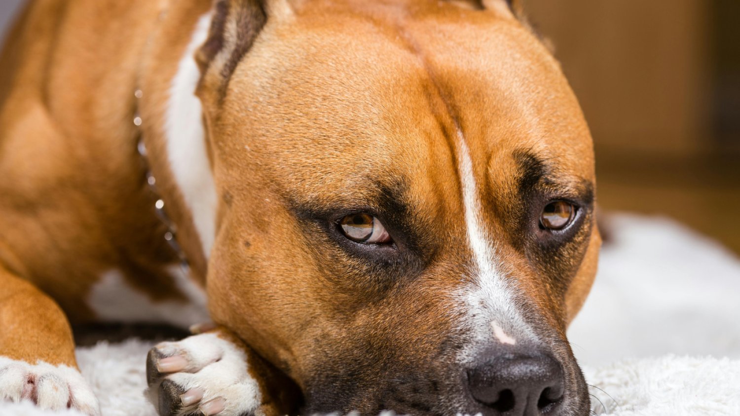 Czym się różni amstaff od pitbulla? Duży brązowy pies leży na białym dywaniku