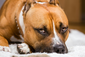 Czym się różni amstaff od pitbulla? Duży brązowy pies leży na białym dywaniku