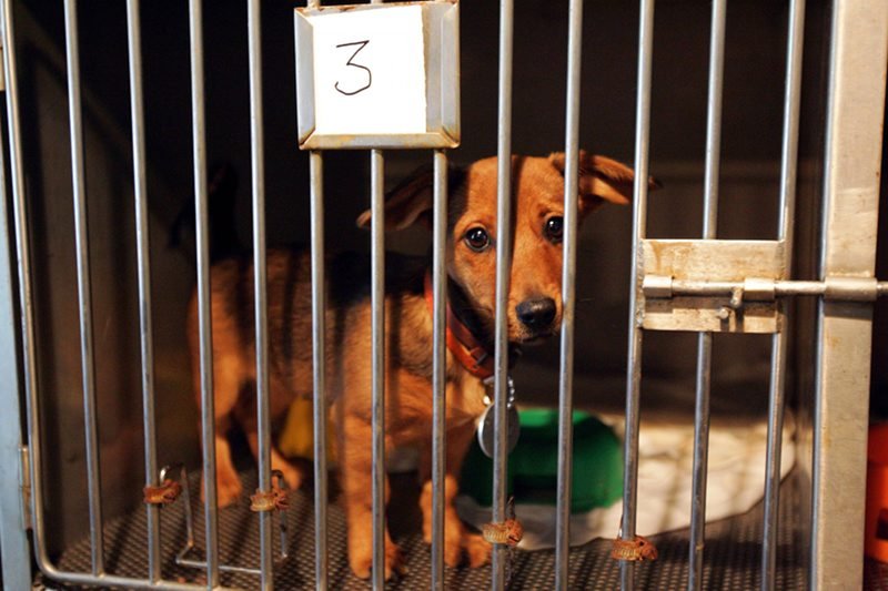 Psy przewożone w lukach bagażowych samolotów często bywają narażone na stres i wysokie temperatury. W USA w tym roku życie straciło z tego powodu 46 zwierząt.