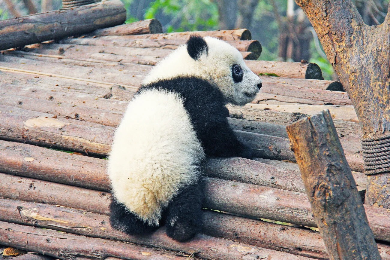 Mała panda na drewnianych belkach