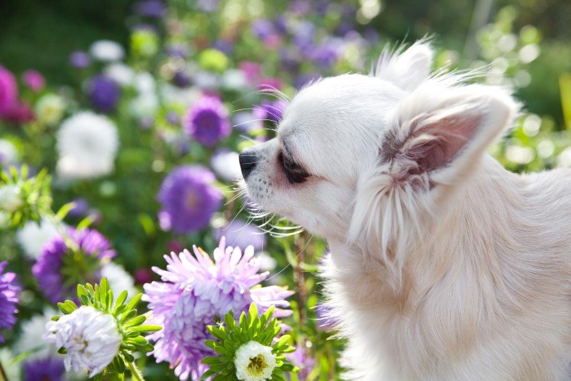 11 roślin ogrodowych toksycznych dla psa