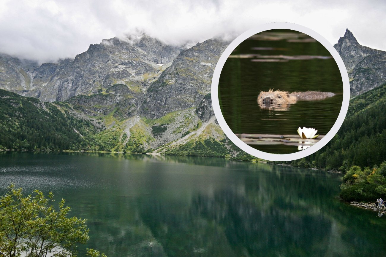 Bóbr z Morskiego Oka ma się dobrze. Zwierzę przyłapano na pływaniu