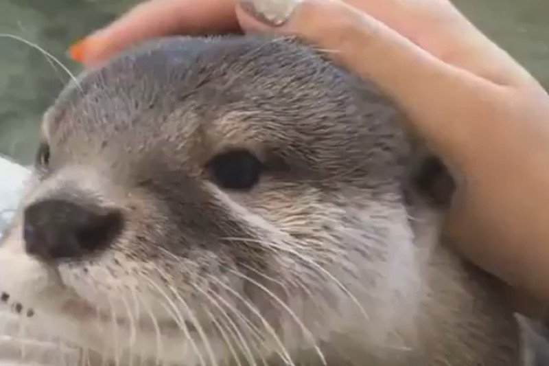 Mała wydra podbija serca