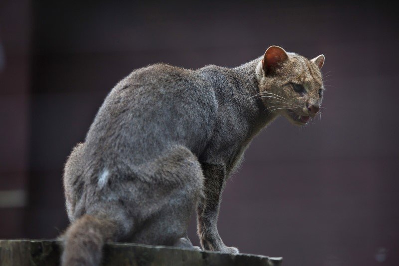 Jaguarundi amerykański