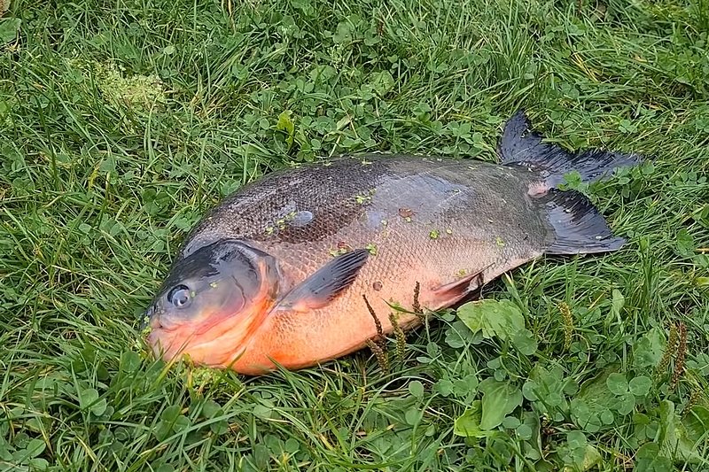 Z Jeziora Zegrzyńskiego wyłowiono piranię.