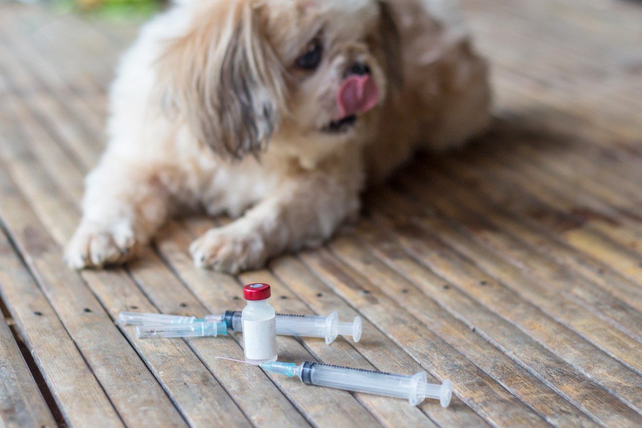 Klonowanie psów staje się faktem