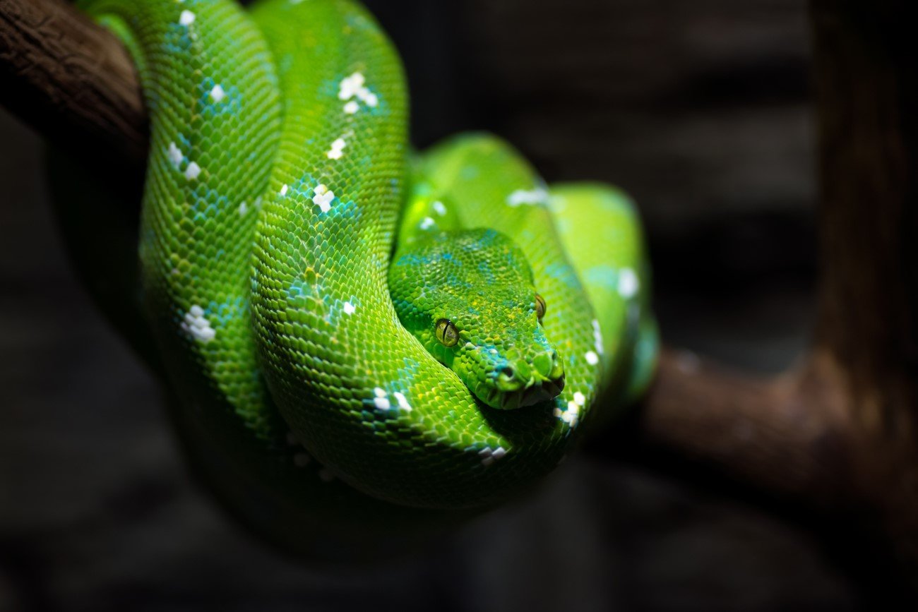 Pyton zielony – jeden z najpiękniejszych węży na świecie