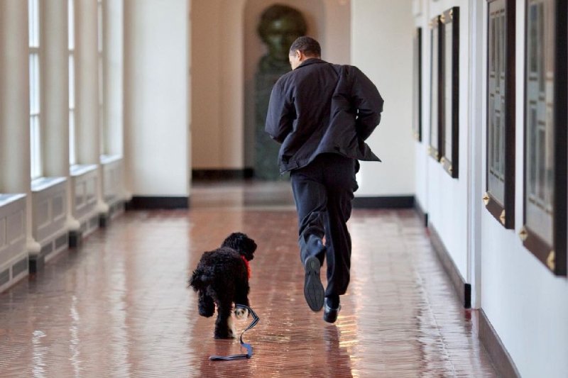 Barack Obama zdruzgotany po śmierci ukochanego przyjaciela. Pies Bo miał raka