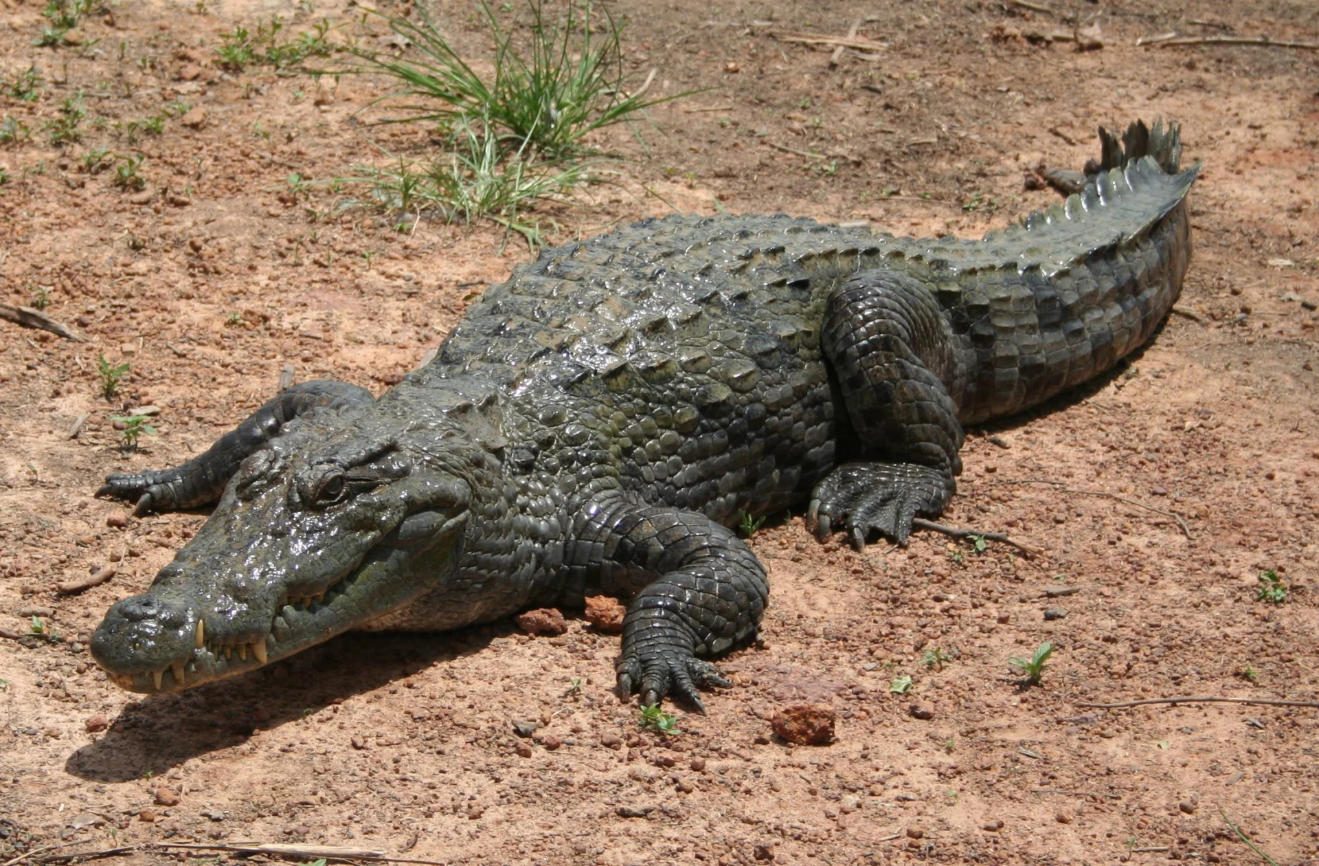 Krokodyl Krokodyl