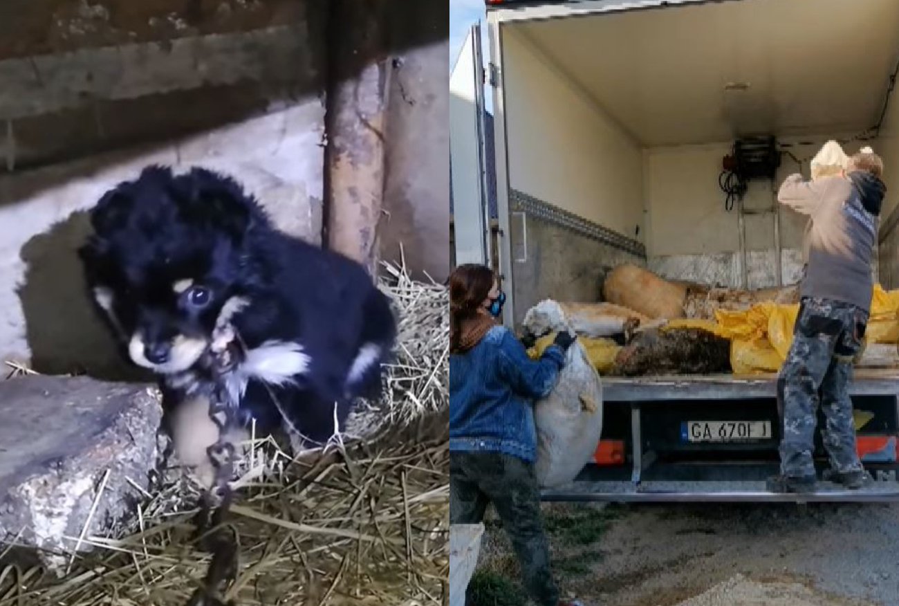 Skatowane, wygłodzone i schorowane. Polska to nie jest kraj dla zwierząt.