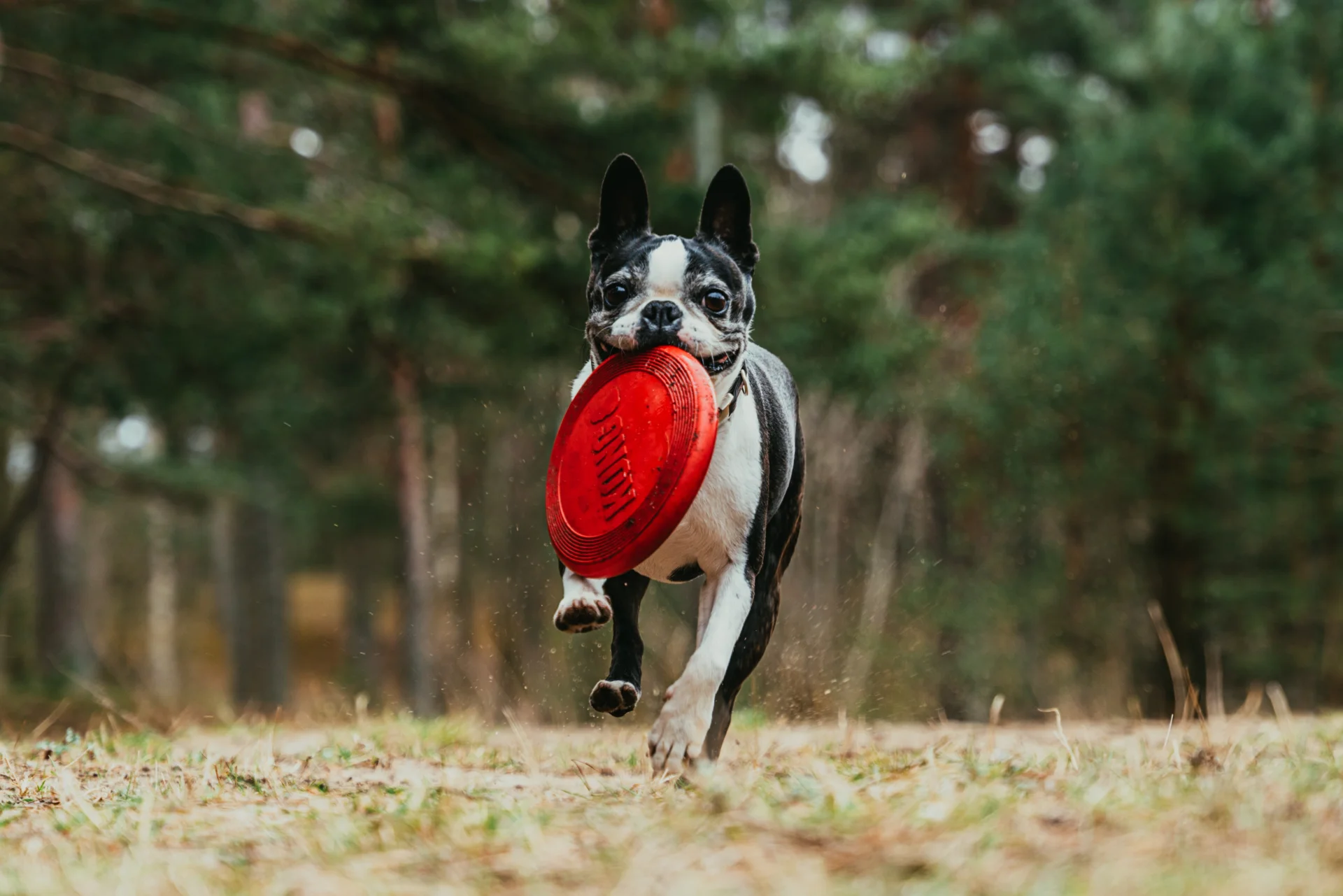 Frisbee to jedna z najlepszych zabawek dla psów Pies z frisbee