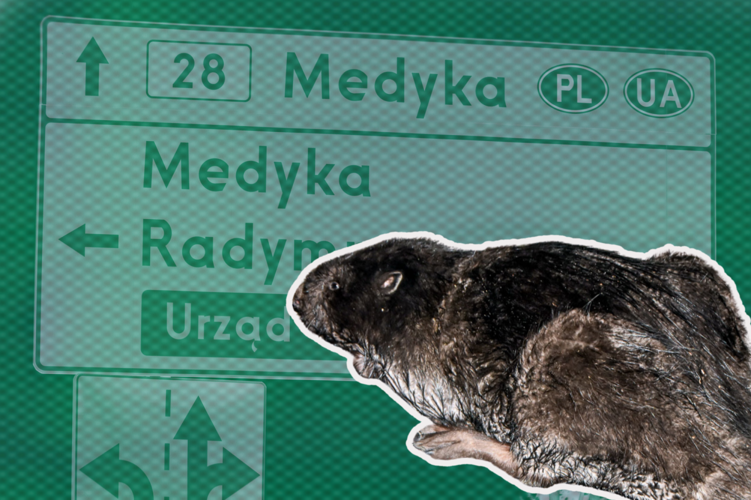 Wideo z wypuszczenia bobra z przejścia granicznego w Medyce Bóbr z przejścia granicznego w Medyce