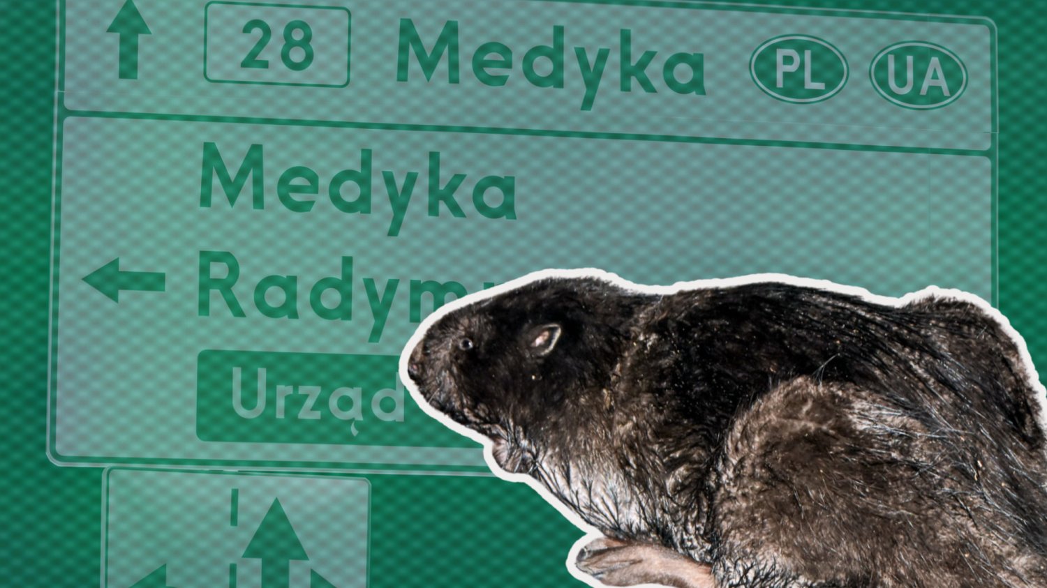 Bóbr z przejścia granicznego w Medyce
