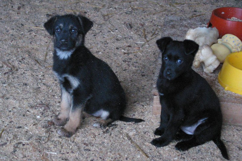 Część psów, które są świątecznymi prezentami, wraca po feriach do schronisk.