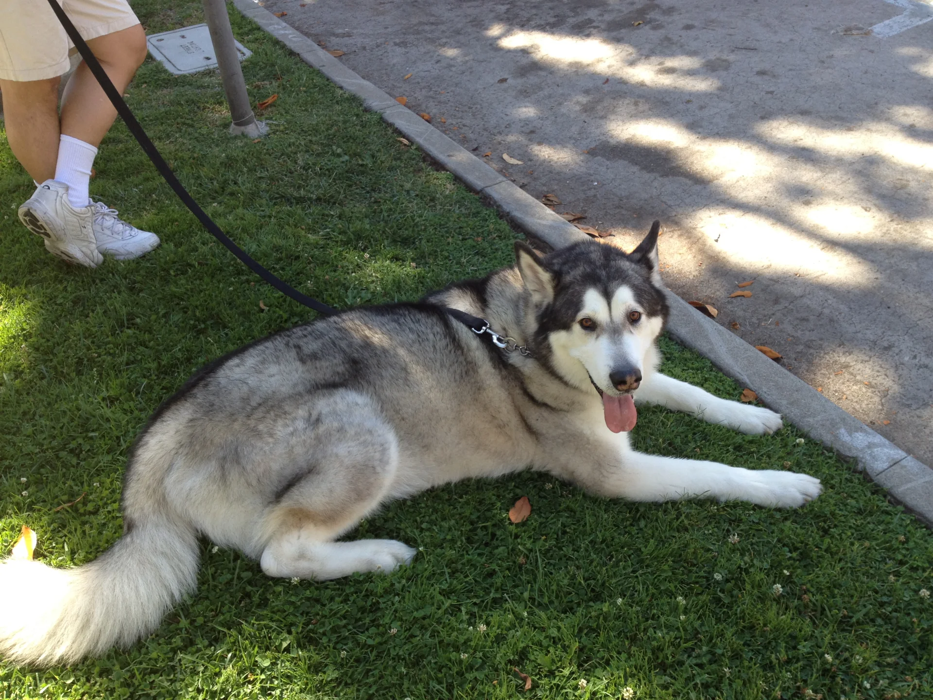 Alaskan malamute Alaskan malamute