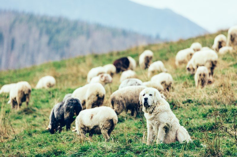 Polski owczarek podhalański pilnuje owiec w Tatrach
