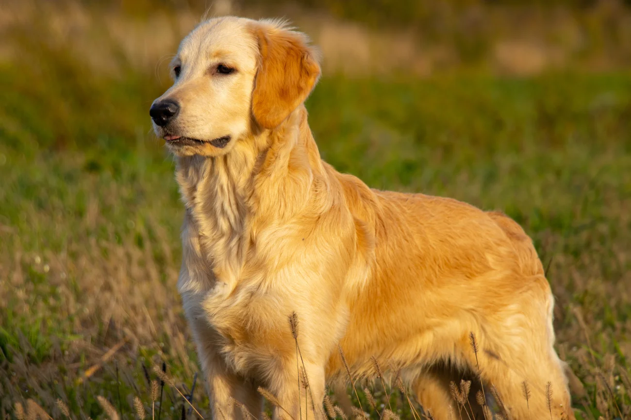 Golden retriever – szczegóły wyglądu Golden retriever stoi na trawie