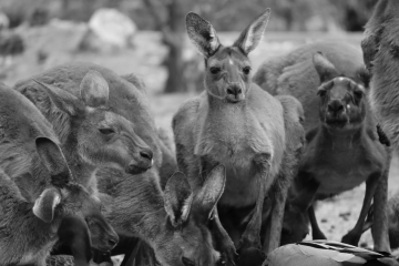 Wyniki sekcji zwłok kangurów z opolskiego zoo Stado kangurów