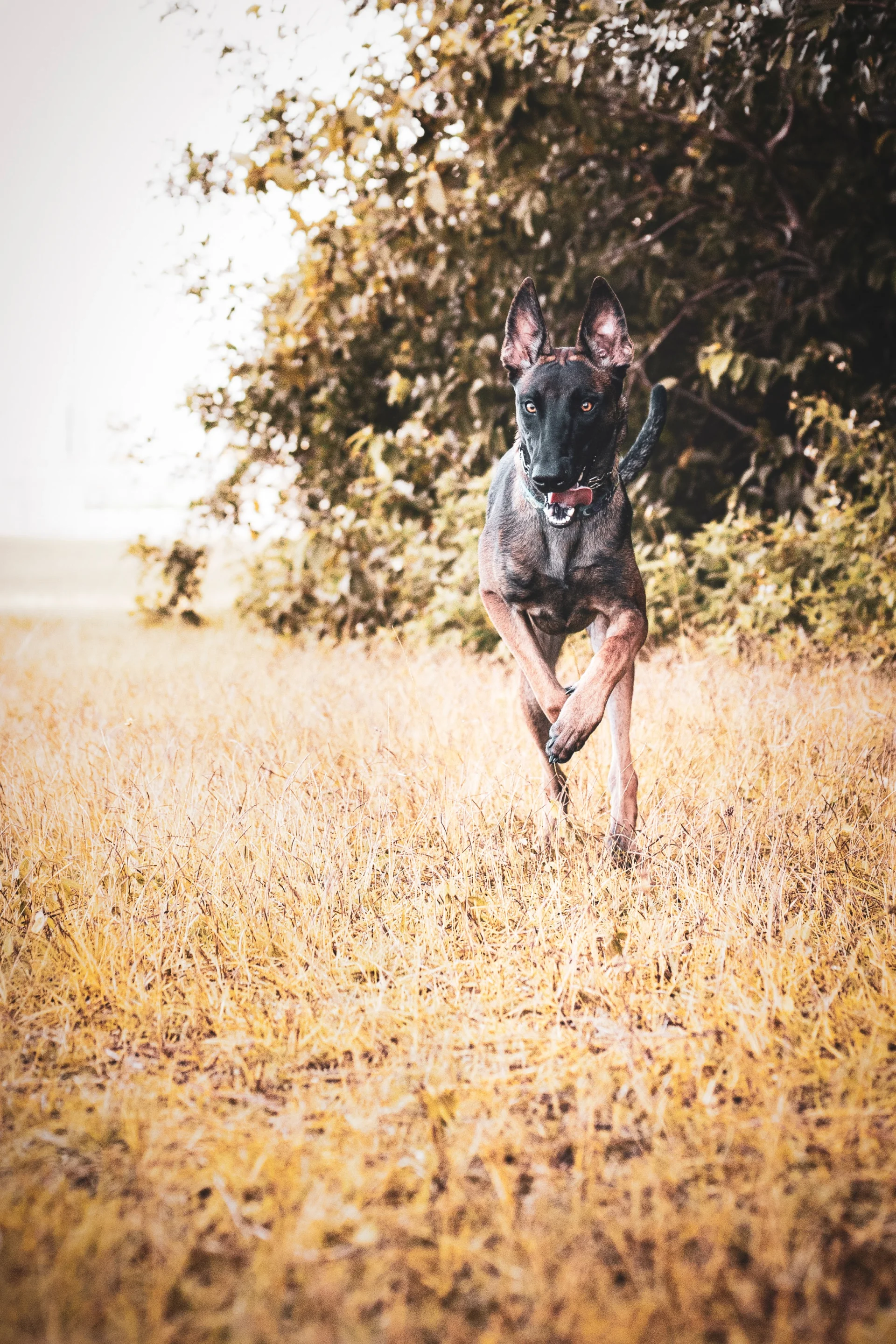 Owczarek belgijski Malinois