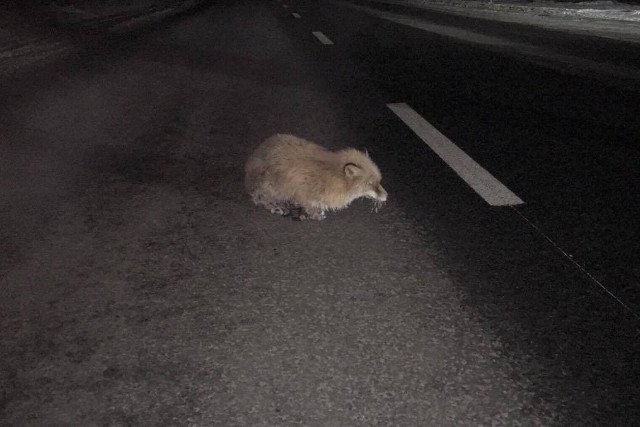 Trzech mężczyzn zabrało z jezdni przymarzniętego lisa.