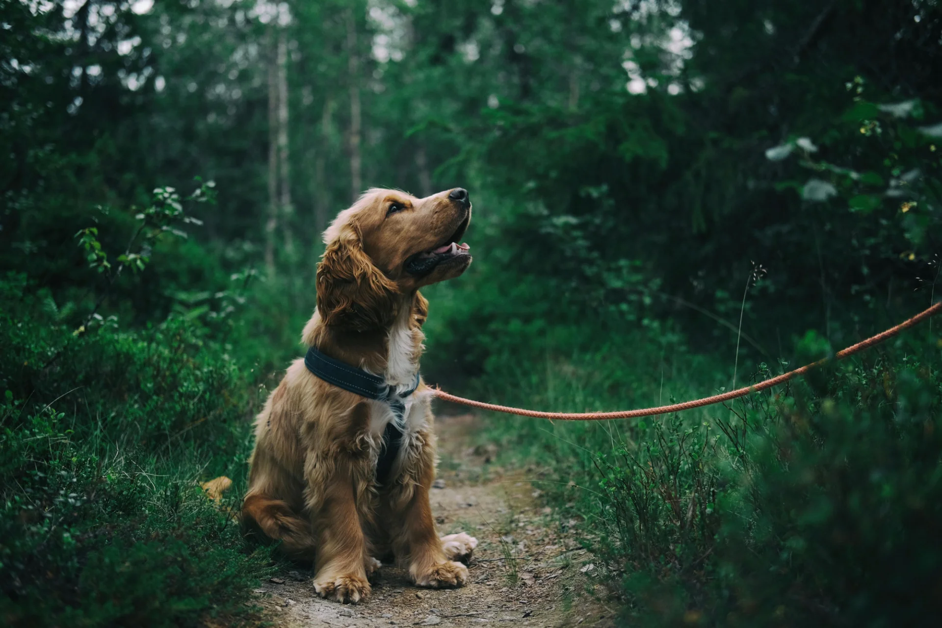 Szczeniak cocker spaniel angielski siedzi na ziemi obok trawy w lesie