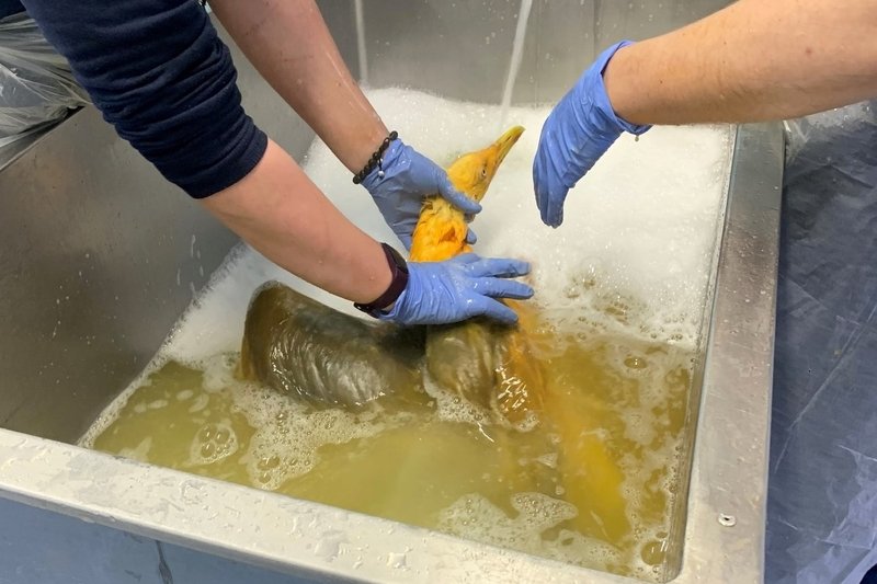 Tajemniczy ptak okazał się zwykłą mewą.