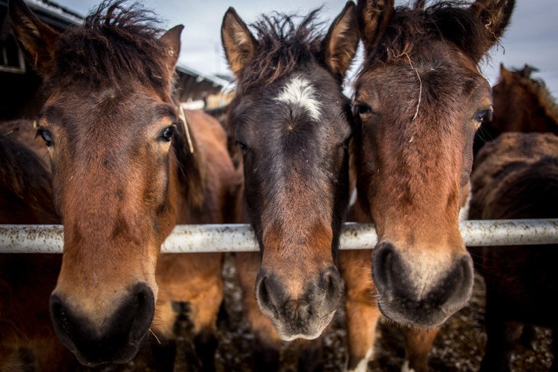 Zoofila w Szwajcarii dotyczy przede wszystkim koni.